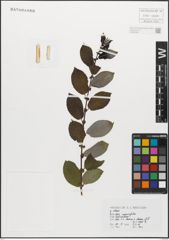 Foto von Salix myrsinifolia Salisb.